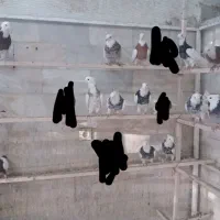 کبوتر طوقی و دم سیاه