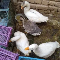 غاز و غوغاز|حیوانات مزرعه|قم, نیروگاه|دیوار