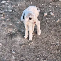 فروش یک راس بره شیری نر سالم|حیوانات مزرعه|جره و بالاده, |دیوار