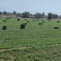 فروش یونجه در منطقه رودخانه