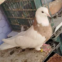 کفتر طوقی کبوتر