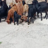 دام و حیوانات اهلی