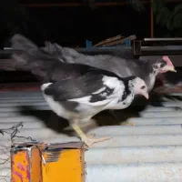 تخم، جوجه، تاقچه، مولدگلین لری و بوقلمون