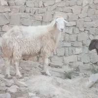 قوچ|عمده‌فروشی|شیروان (خراسان), |دیوار