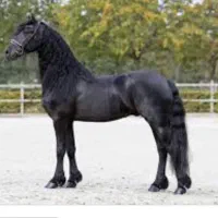 کار آموز اسب داری و سوارکاری