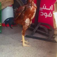 لاری خورس