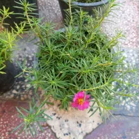 کاکلی و پرپینی|گل و گیاه طبیعی|بندر دیر, |دیوار