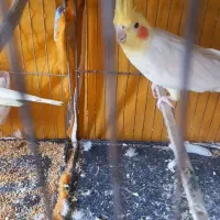 طوطی عروس مولد|پرنده|تاکستان, |دیوار