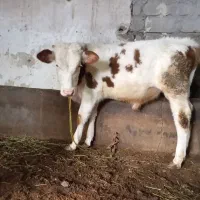 گوساله نر سیمینتال|حیوانات مزرعه|فیروزآباد (آذربایجان), |دیوار