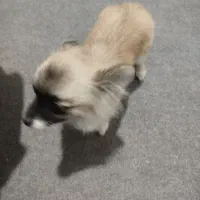 واگذاری سگ پامر