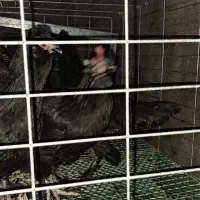 فروش 3مرغ کاکلی پاپر ریشو 6 ماهه|حیوانات مزرعه|آمل, |دیوار