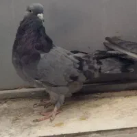 کبوتر پر مغز|پرنده|شهرکرد, |دیوار