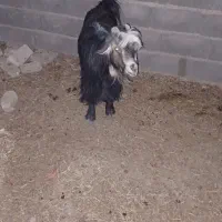 بز شهرکردی|حیوانات مزرعه|اصفهان, براآن شمالی|دیوار