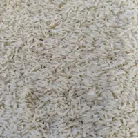 برنج دورود  در شهر مهاجران