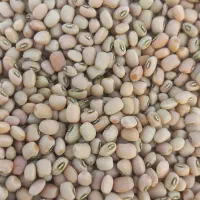 لوبیا چشم بلبلی لوببا پلویی|خوردنی و آشامیدنی|دره شهر, |دیوار