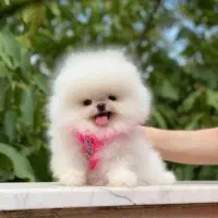 پامرانین خرسی نر سایز ریز