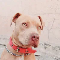 پیت بول ماده  واگذاری