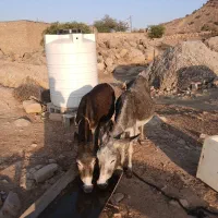الاغ|حیوانات مزرعه|دهدشت, |دیوار