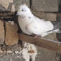 کفتر|پرنده|نورآباد, |دیوار