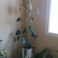 گلهای خوشگل ورق بزنین