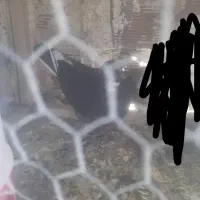 کبوتر در رفتن دیروز