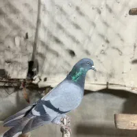 تیدی گرفتنی|پرنده|بندر ماهشهر, |دیوار