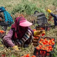 کارگر برای گوجه چیدن میخوام