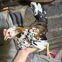 جوجه خروس گلین اصیل 2ونیم ماهه کیفیت بالا