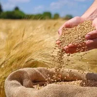 بذر گندم آدورا