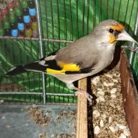 سهره دورگ کرمونی کشیده بلند