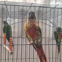 طوطی گرینچیک|پرنده|خمینی‌شهر, |دیوار