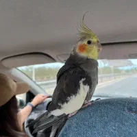 گمشده|حیوانات|ساری, |دیوار