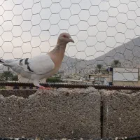 نقره ای ..سوسنی .. قابل معاوزه