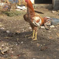 سلام دوستان دوتا جوجه خروس نسل ژرمن آلمانی