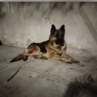 ژرمن شپرد کینگ نر ورک لاین مولداصیل