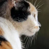 واگذاری بچه گربه|گربه|محلات, |دیوار