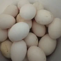 100 عدد تخم مرغ محلی