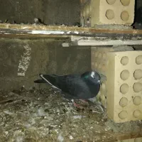 کبوتر سرور و تکپر|پرنده|رامیان, |دیوار