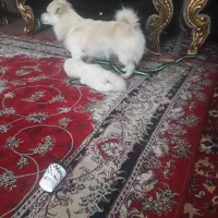 سگ خونگی|سگ|شوشتر, |دیوار