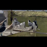 ۳۰تاسادع نر جوجه بوم درجه یک|پرنده|تربتحیدریه, داروپخش|دیوار