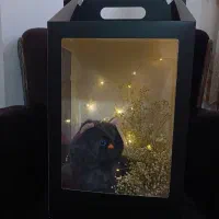 باکس عروسکی