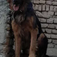 سگ ژرمن فروشی