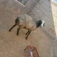 بره نر شالی