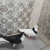 دوعددپرنده|پرنده|شوشتر, |دیوار