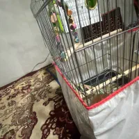 قفس
