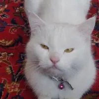 گربه پرشین پوزه دار|گربه|مراغه, |دیوار