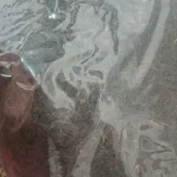 چای لاهیجانی