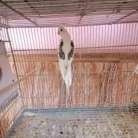 عروس هلندی دوکت پروانه ای البینو ولتینو