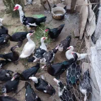 اردک نیمچه دم‌ تخم سالم سرحال