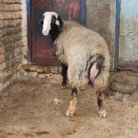 قوچ|حیوانات مزرعه|دالاهو, |دیوار